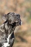 CANE CORSO 987